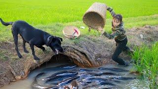 Harvesting 10,000 Giant Black Catfish & go Market to Sell - Big Fish Grill Recipe Cooking in Village