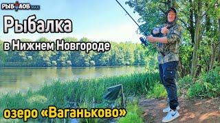 Рыбалка на карася на оз. Ваганьково. Фидерная рыбалка в Нижнем Новгороде