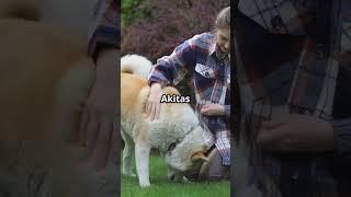 Akita: The Loyal Legend!
