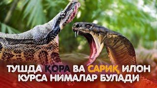 Тушда Қора Ва Сариқ Илон Кӯрса Нималар Бӯлади! Батафсил Маълумот!