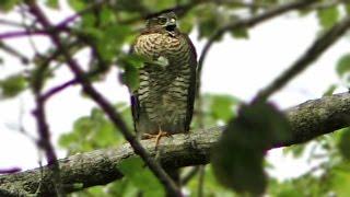 Sparrowhawk Call - What Sound Do Sparrowhawks Make ? - Birds of Prey