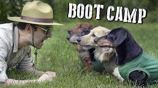 Wiener Dogs at BOOT CAMP - Will they make it, or break it?