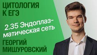 2.35. Эндоплазматическая сеть (ретикулум) | Цитология к ЕГЭ | Георгий Мишуровский