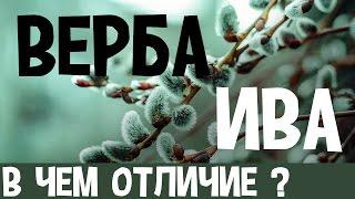 Чем отличается верба от ивы?