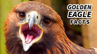 Golden Eagle Facts: North America's LARGEST Bird of Prey