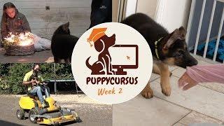 Online puppycursus week 2 - Vuurwerktraining - puppy bijten