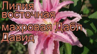 Лилия восточная махровая Дабл Давид (lilium)  обзор: как сажать, луковицы лилии Дабл Давид