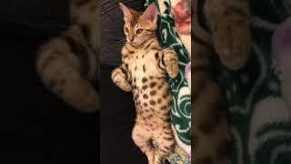 Henry, speaking when was a kitten. Throwback.