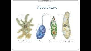 Простейшие - корненожки, радиолярии, солнечники и споровики