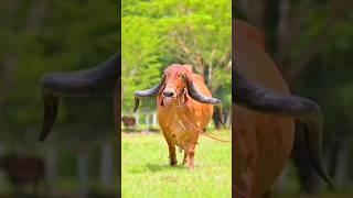 cow comedy videos #cow #Shorts