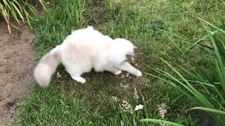 Ragdoll cat - Снежинка на прогулке - кошка рэгдолл в саду - ловит комаров