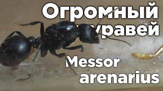 ОГРОМНЫЙ МУРАВЕЙ АФРИКИ - Messor arenarius