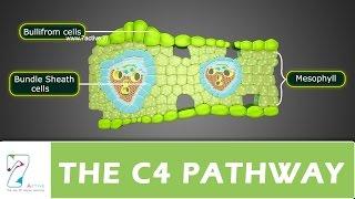 THE C4 PATHWAY_ PART 01