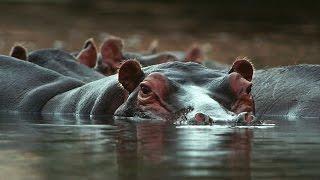 Grandes documentales - Guerra territorial: leones e hipopótamos