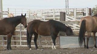 E. coli spike may be linked to farms, corn mazes, & petting zoos