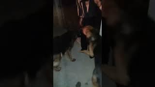 My dogs welcome us happily .German Shepherds love children.#dogs#gsd#shorts
