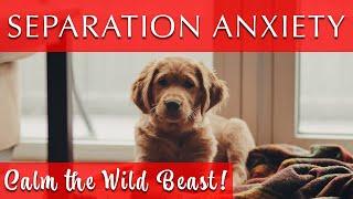 Music to Keep My Dog Company While at Work | 432 Hz