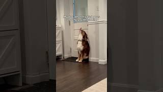 Did I mention my dog is dramatic and loves his dad?  #australianshepherd #dogs #dogshorts
