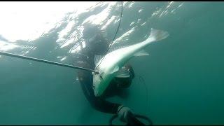 Spearfishing - Umbrina cirrosa 29_4_2015 דיג בצלילה חופשית - לבט