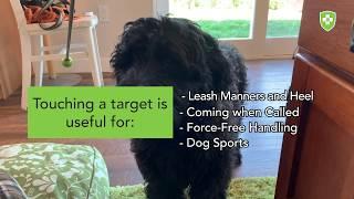 Teaching Your Dog to Touch a Target Stick