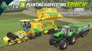 Planting & Harvesting New Crop Spinach in Farming Simulator 25