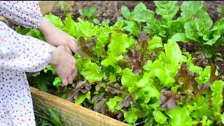 Growing Vegetables In A Small City Garden | Joy Of Simple Living