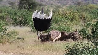 The Fascinating Ritual of Ostrich Mating Dances