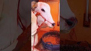 Big sibbi Bull #sibbi #sibbibull #sibbilover #cowmandi #mandi #mandi2025 #northernbypassmandi