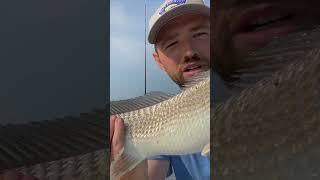 best bait/rig to catch red drum