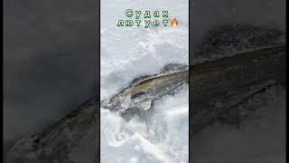 Сумасшедшие судаки не помещаются в экран эхолота Клыкастый лютует на Волге