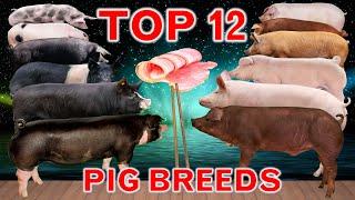 Top 12 Fast-Growing Pig Breeds in the World  | Best Fattening Pigs