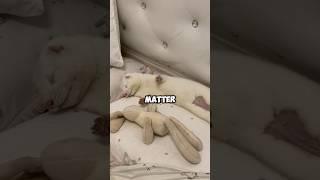 Ferret accompanied only by bunny doll. #pet #ferret #animals #cute #shorts #shortvideo #healing