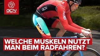 Welche Muskeln werden beim Radfahren beansprucht? | Muskelgruppen beim Training