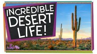 Amazing Ways to Live in the Desert!