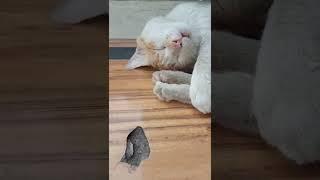 cat vlog