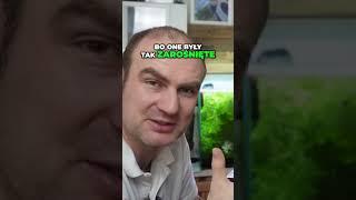 Jak małe akwarium stało się idealnym domem dla krewetek
