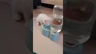 sinchi  Pluto #catvideos #funnycat