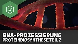 RNA-Prozessierung – Proteinbiosynthese Teil 2