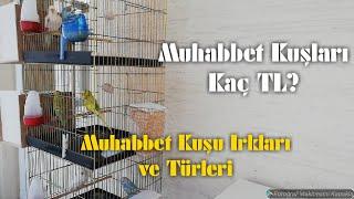 Muhabbet Kuşlarının Irkları, Türleri ve Fiyatları Nelerdir?