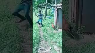 Cock reaction.