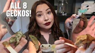 Feeding All 8 Of My Geckos!