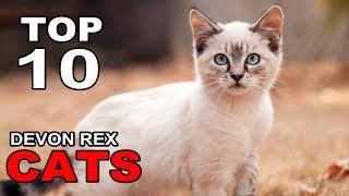 TOP 10 DEVON REX CATS BREEDS