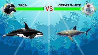 Killer Whale (Orca) Vs Great White Shark