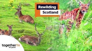 Rewilding Scotland | Full Documentary