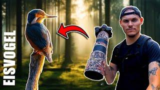 EISVOGEL auf der ERSTEN Tour? | POV Wildlife Photography