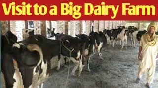 Dairy Farming Complete Documentary || Cow Farming in Pakistan