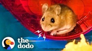 Little Girl And Her Dad Save A Wild Mouse! | The Dodo