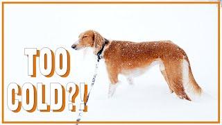 Can saluki live in cold climate?