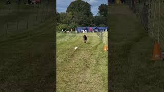 Belgian Malinois FastCat #belgianmalinois