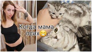 Психанула,Постригла шторы Как подросли котятки Графские будни Влог